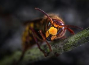 Bees, Tsetse Flies, Kissing Bugs and Bullet Ants Could Ruin Your Trip