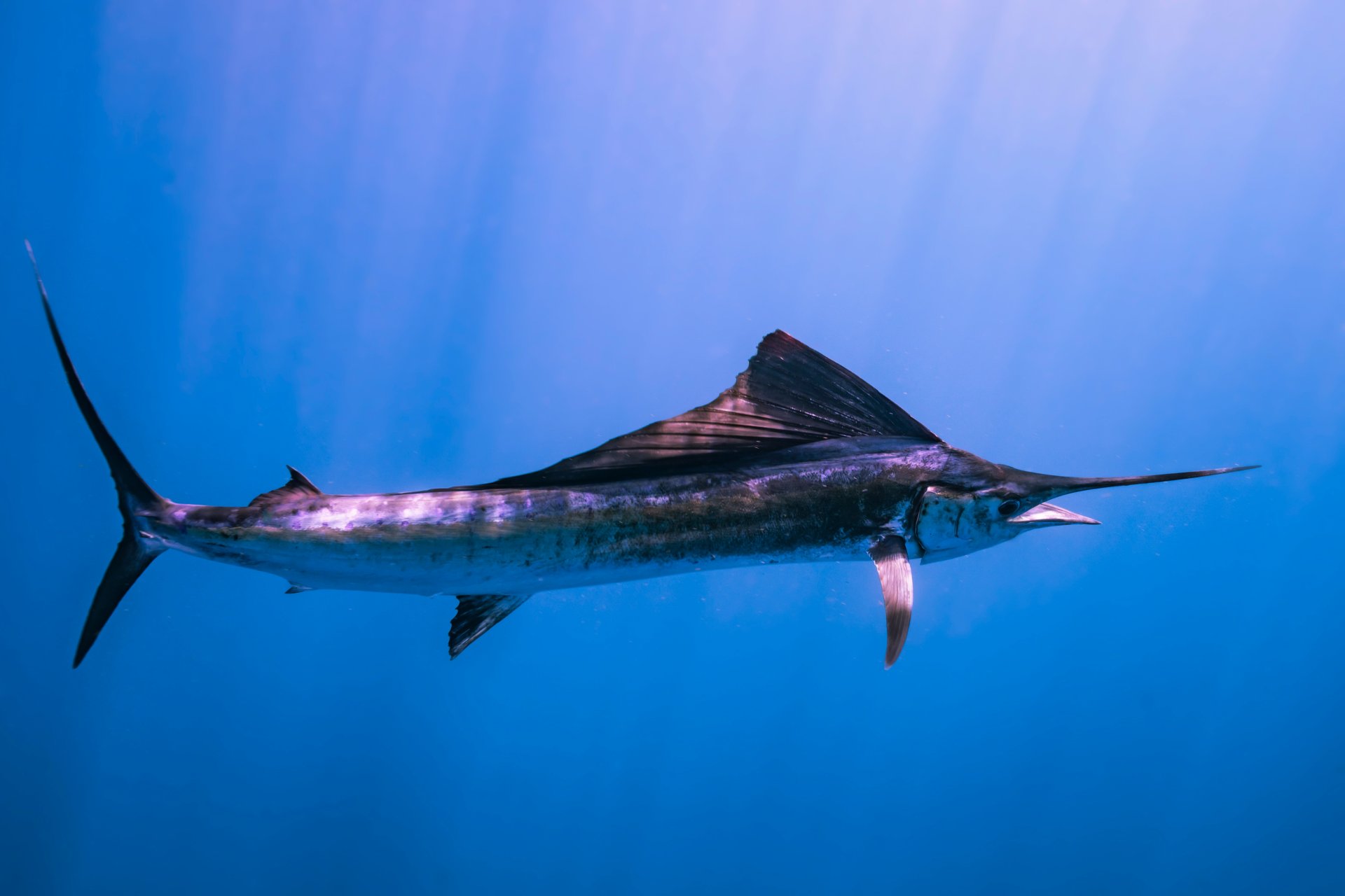 Fishing Hotspots: Spring’s Best Places to Catch Mahi, Marlin, Trout and More