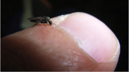 El juicio de los padres a los grupos de jóvenes pone de relieve la importancia del «deber de diligencia»