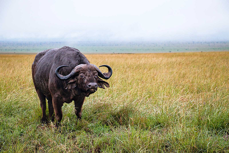 Un búfalo del Cabo de pie en las brumosas praderas de la sabana africana.