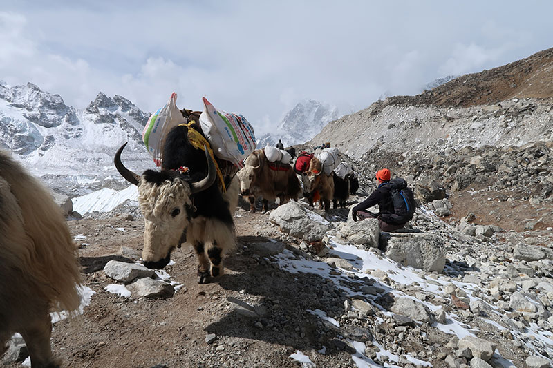 Yaks-on-Everest