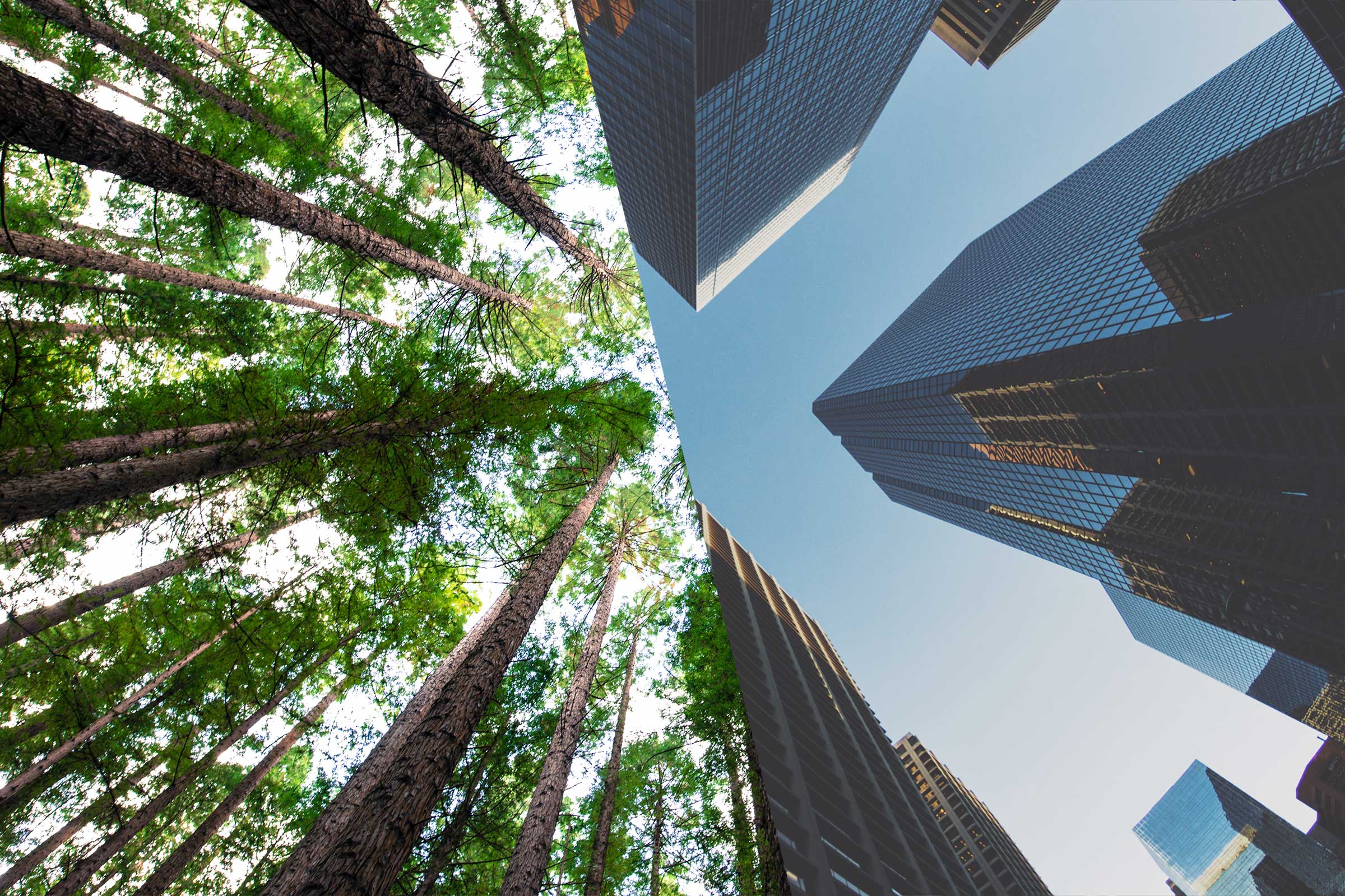 Del patio trasero a la gran ciudad