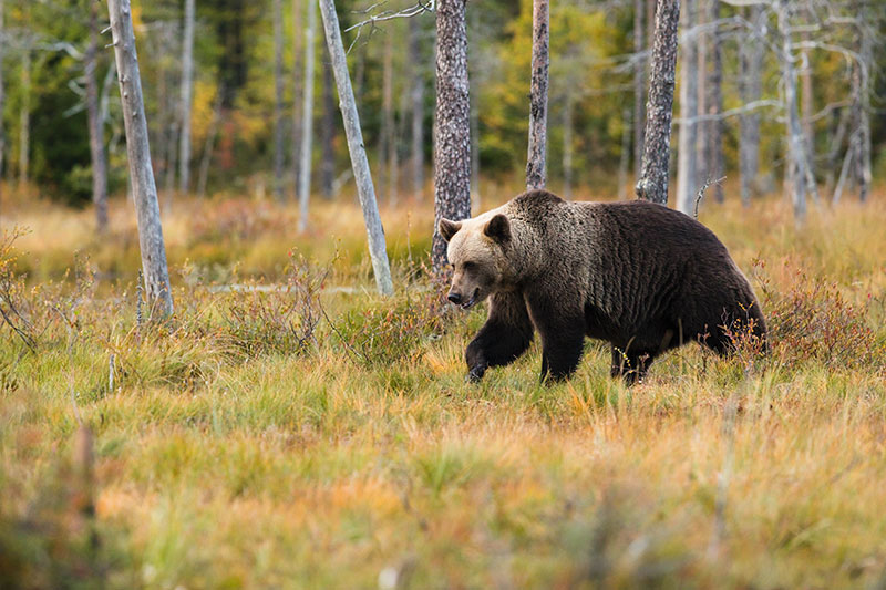 Cómo sobrevivir a los ataques de animales
