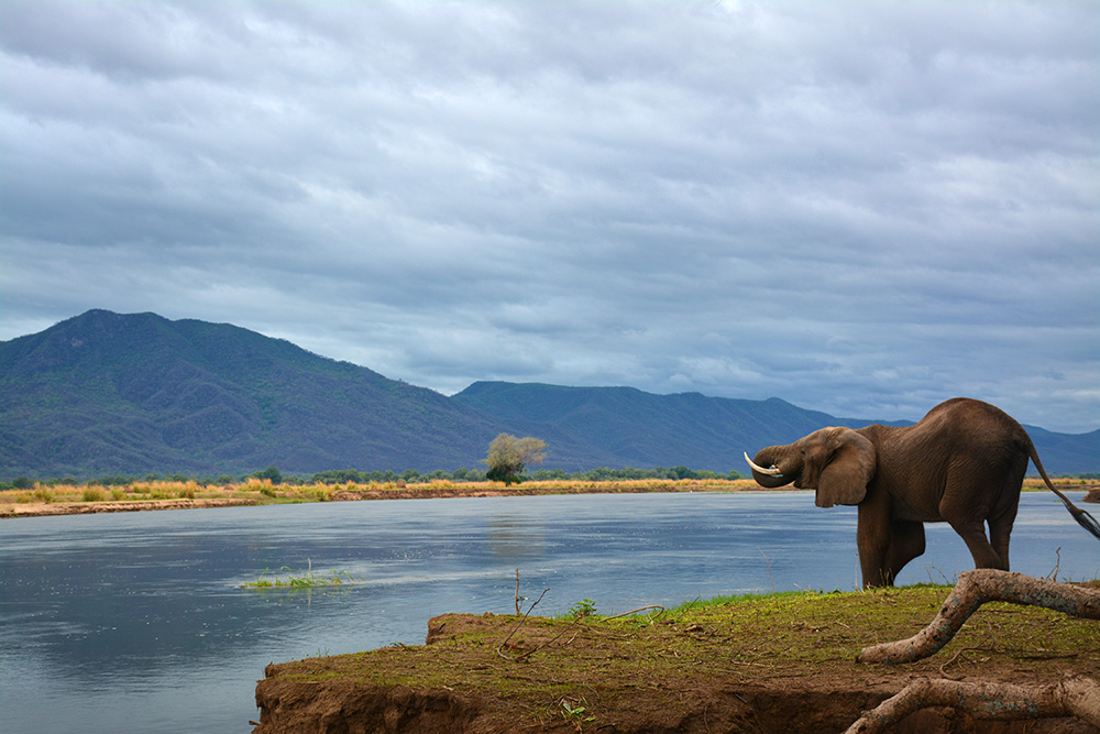 Caninos para África